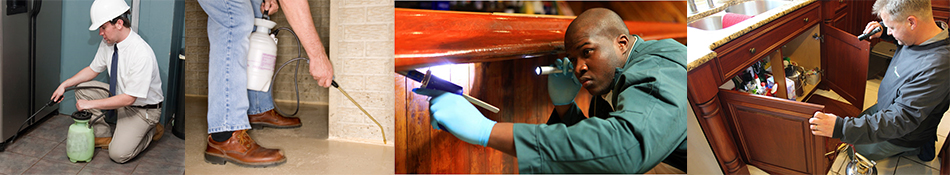 Als Pest Control Aurora Bolingbrook Illinois / Als Pest Control Bolingbrook Aurora Illinois