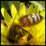 Als Pest Control Aurora Bolingbrook Illinois / Als Pest Control Bolingbrook Aurora Illinois